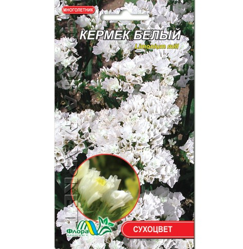 Кермек білий, сухоцвіт-багаторічник, насіння квіти 0.05 г, фото 1