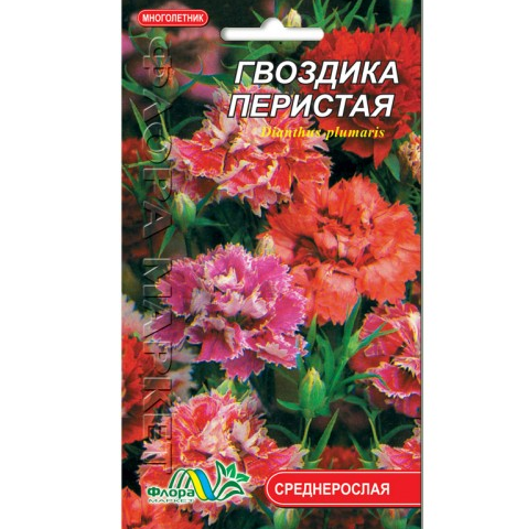Гвоздика периста, багаторічна рослина, насіння квіти 0.25 г