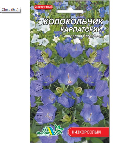 Дзвіночок Карпатський, багаторічна рослина, насіння квіти 0.05 г