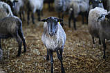 Вівці продаж ферми, фото 2