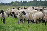 Вівці продаж ферми, фото 6