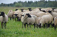 Продажа действущего бизнеса овцы, удобрения органика