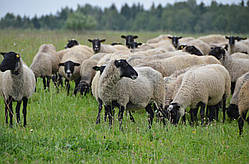 Продаж діючого бізнесу вівці органіка