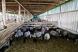 Продаж діючого бізнесу вівці органіка, фото 5