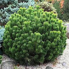Сосна гірська 'Humpy' Pinus mugo `Humpy'