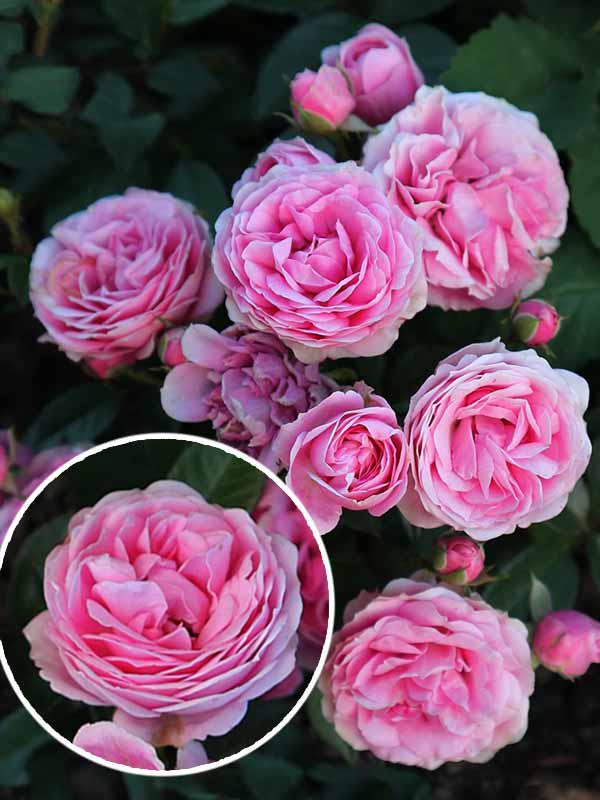 Троянда Бордюрна "Рожева" (Pink)