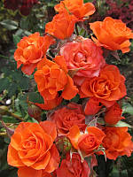 Троянда "Алегрія" (Alegria) бордюрна