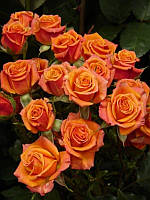Троянда бордюрна "Оранж Бебі" (Orange Baby)
