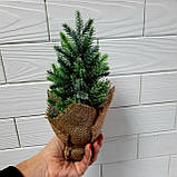Ялинка — малятко зелена з білими кінчиками. Висота 9 см., фото 3