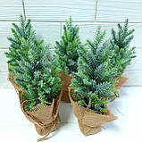 Ялинка — малятко зелена з білими кінчиками. Висота 9 см., фото 4