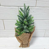 Ялинка — малятко зелена з білими кінчиками. Висота 9 см., фото 2