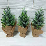 Ялинка — малятко зелена з білими кінчиками. Висота 9 см., фото 5