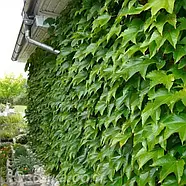 Саджанці Винограду Вічі, щепленого (Parthenocissus tricuspidata Veitchii), фото 2