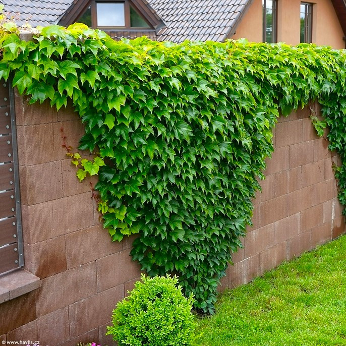 Саджанці Винограду Вічі, щепленого (Parthenocissus tricuspidata Veitchii), фото 1