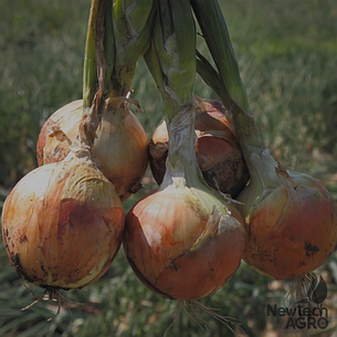 Цибуля ріпчаста LibraSeeds Феникс F1 (насіння, 250 000 шт), фото 3
