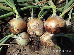 Цибуля ріпчаста LibraSeeds Команч F1 (насіння, 250 000 шт), фото 4