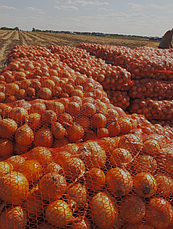 Цибуля ріпчаста LibraSeeds Отаман F1 (насіння, 250 000 шт), фото 4