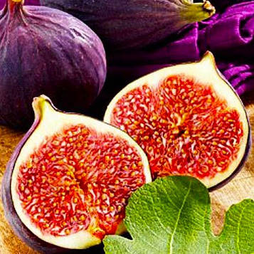 Саджанці інжиру Фіолетовий (Purple) — середній, самоплідний, солодкий (3-річний)