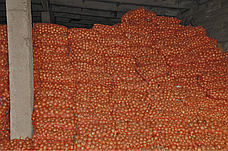 Цибуля ріпчаста LibraSeeds Хайденс F1 (насіння, 250 000 шт), фото 3