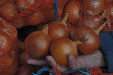 Цибуля ріпчаста LibraSeeds Хайденс F1 (насіння, 250 000 шт), фото 5