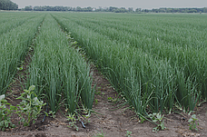 Цибуля ріпчаста LibraSeeds Титан F1 (насіння, 250 000 шт), фото 3