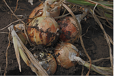 Цибуля ріпчаста LibraSeeds Титан F1 (насіння, 250 000 шт), фото 5