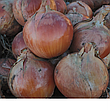 Цибуля ріпчаста LibraSeeds Титан F1 (насіння, 250 000 шт), фото 7