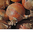 Цибуля ріпчаста LibraSeeds Титан F1 (насіння, 250 000 шт), фото 9