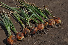 Цибуля ріпчаста сортова LibraSeeds Голд Стар (насіння, 250 000 шт), фото 4