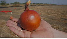 Цибуля ріпчаста сортова LibraSeeds Голд Стар (насіння, 250 000 шт), фото 6