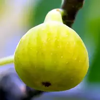 Саджанці ижира Yellow Long neck - сорт середнього строку дозрівання, самоплодовий, великоплідний