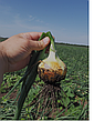 Цибуля ріпчаста озима LibraSeeds Альбатрос F1 (насіння, 250 000 шт), фото 9
