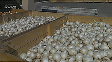 Цибуля ріпчаста LibraSeeds Прімо Бланко F1 (насіння, 250 000 шт), фото 5