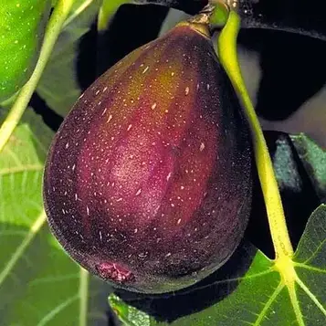 Π‘Π°Π΄ΠΆΠ°Π½ΡΡ ΡΠ½ΠΆΠΈΡΡ Texas Everbearing - Π²Π΅Π»ΠΈΠΊΠΎΠΏΠ»ΡΠ΄Π½ΠΈΠΉ, ΡΠ°Π½Π½ΡΠΉ, ΡΠΎΠ»ΠΎΠ΄ΠΊΠΈΠΉ