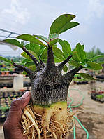 Аденіум-арабікум Black MKMK (насіння, 1 шт.)