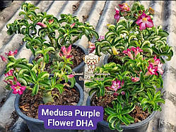 Аденіум Medusa з фіолетовими квітами (баранчики, насіння 1шт)