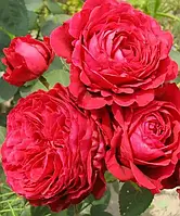 Роза Четырех Ветров/Ля роз де Катрэ Вен. (La Rose des 4 Vents)