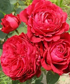 Троянда Чотирьох Вітрів/Ля троянд де Катре Вен. (La Rose des 4 Vents)