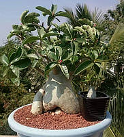 Аденіум Diamond Crown F2 (насіння, 1 шт.)