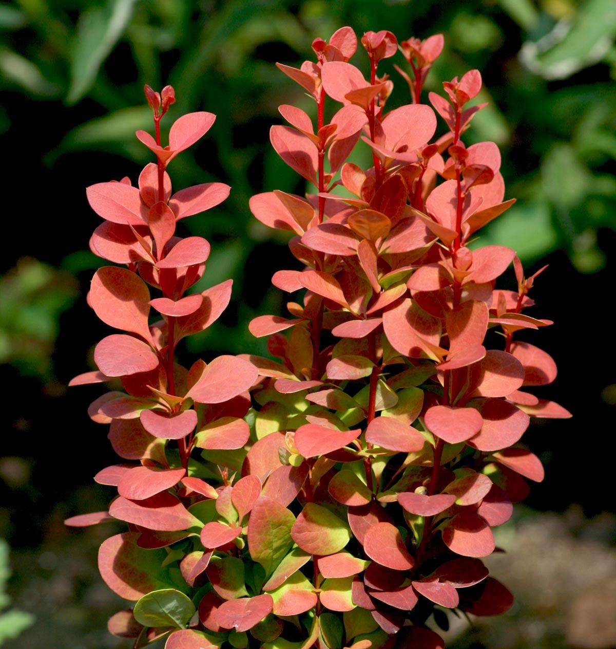 Саджанці барбарису Тунберга Ред Рокет (Berberis thunbergii Red Rocket)