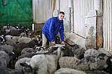 Бізнес по розведенню овець на продаж, фото 5