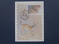 Картмаксимум открытка марка спецгашение СССР 1985 фауна рысь каракал