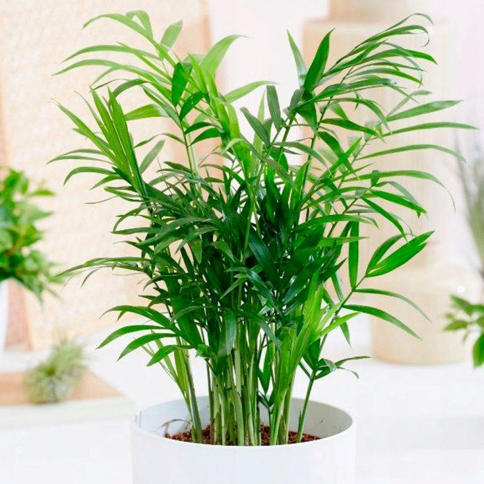 Хамедорея Elegans (висота 20-35 см), фото 1