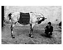 Книга Josef Koudelka: Koudelka Gypsies, фото 7
