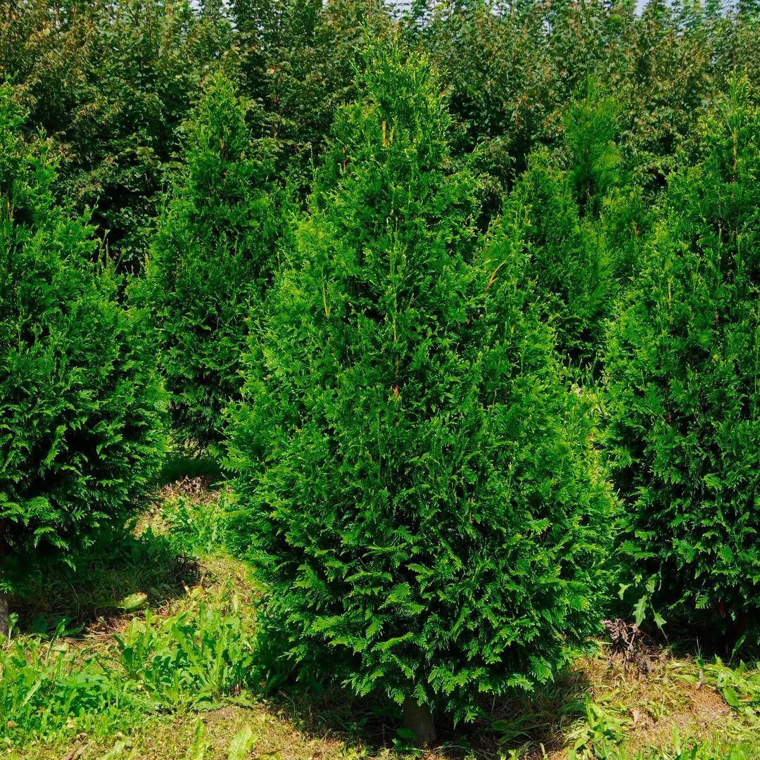 Саджанці Туї складчастої Кан-Кан (Thuja plicata Can-Can)