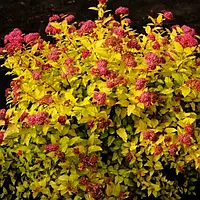 Саджанці спірея японська Голден Карпет (Spiraea japonica Golden Carpet)