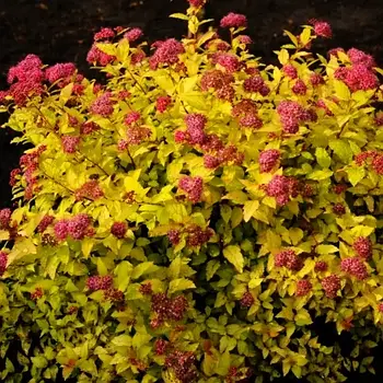 Саджанці спірея японська Голден Карпет (Spiraea japonica Golden Carpet)