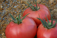Семена томата Розан F1 (ТМ "Элитный Ряд"), 20 семян детерминантный, ранний (90-95 дней), малиновый, круглый