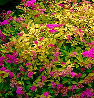 Саженцы спирея японская Голден Принцесс (Spiraea japonica Golden Princess)