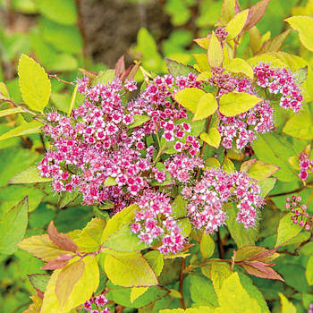 Саджанці Спіреї японська Файерлайт (Spiraea japonica Firelight)